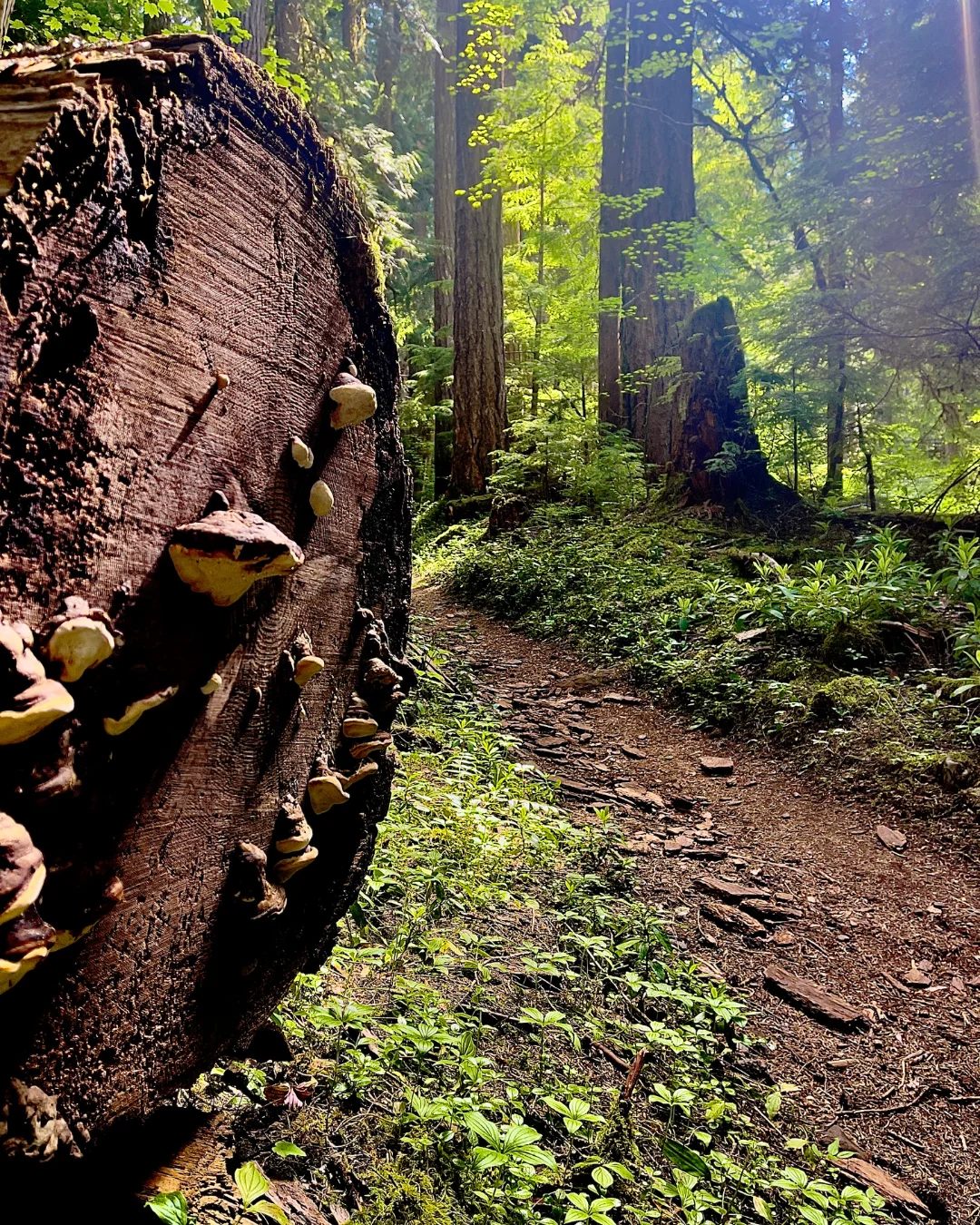 Published photograph from How to Hike & Backpack to Pamelia and Hunts Cove.