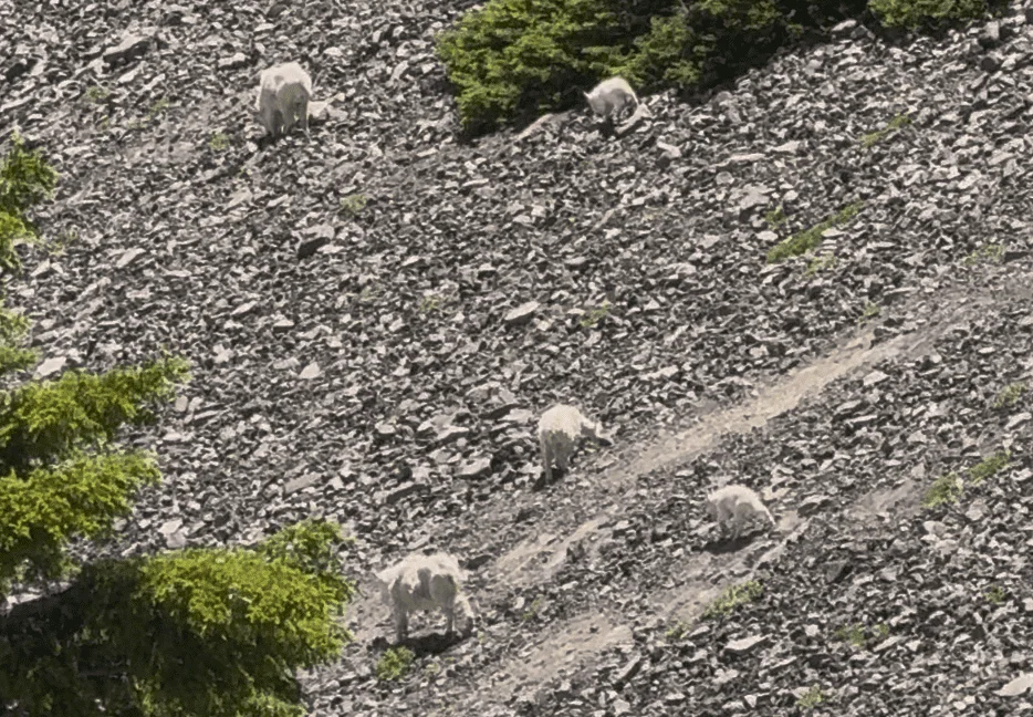 Published photograph from How to Hike Canyon Creek Meadows & See Mountain Goats on Three Fingered Jack.