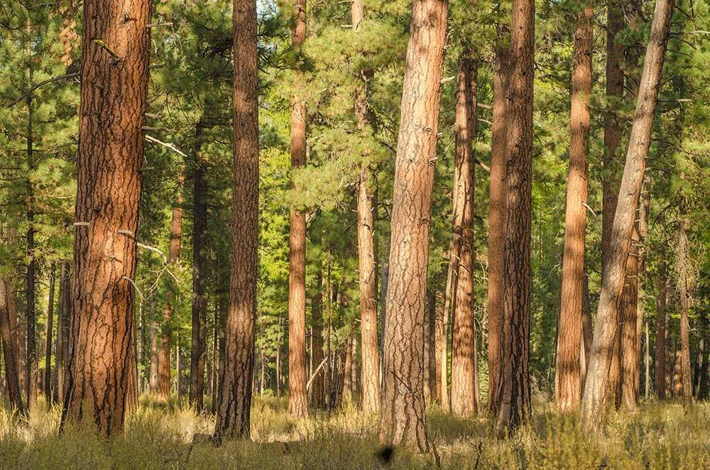 Published photograph from Restoring the Forest: The Cabin Butte Vegetation Management Project.