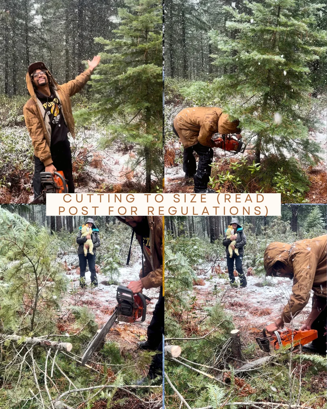 Published photograph from How to Find the Perfect Christmas Tree in the Deschutes National Forest.