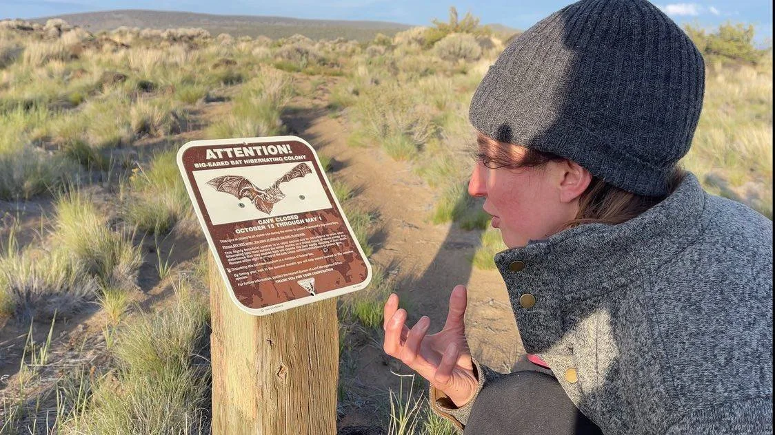 Published photograph from How to Protect Bats From White-Nose Syndrome.