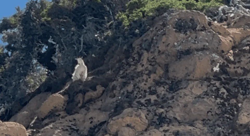 Published photograph from How to Hike Canyon Creek Meadows & See Mountain Goats on Three Fingered Jack.