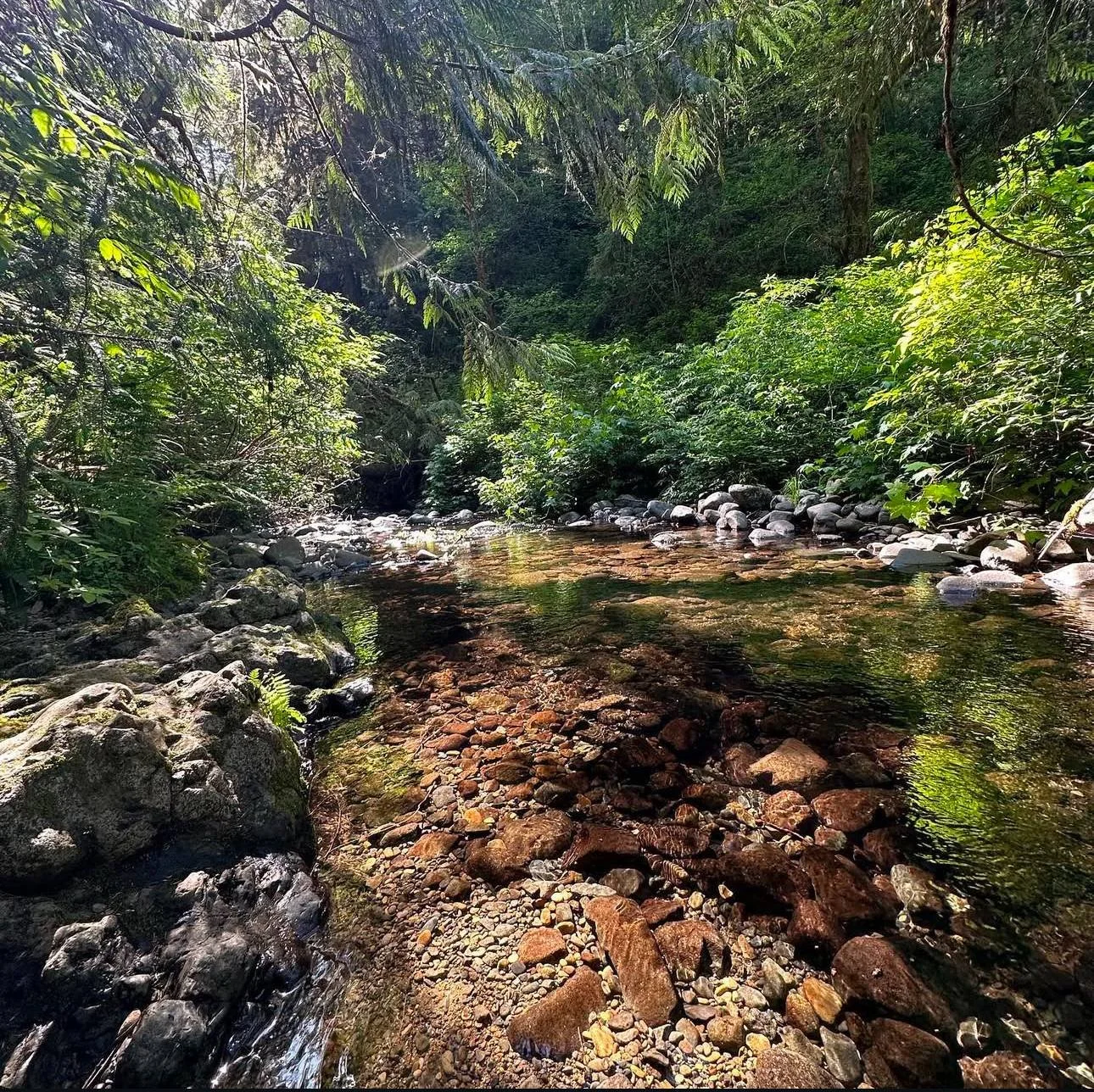 Published photograph from How to Hike to Drift Creek Falls.