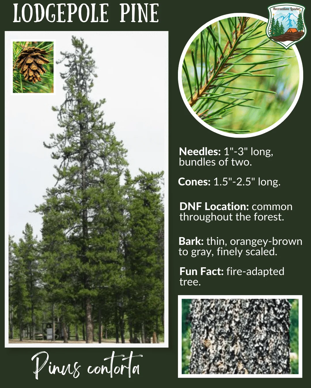 Published photograph from How to Find the Perfect Christmas Tree in the Deschutes National Forest.