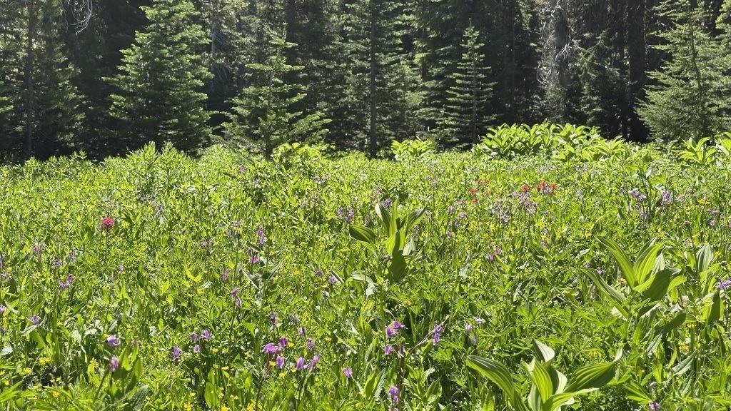 Published photograph from How to Hike Canyon Creek Meadows & See Mountain Goats on Three Fingered Jack.