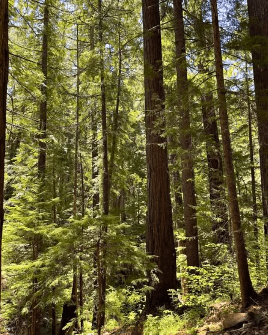 Published photograph from How to hike to Moonfalls, Umpqua National Forest.