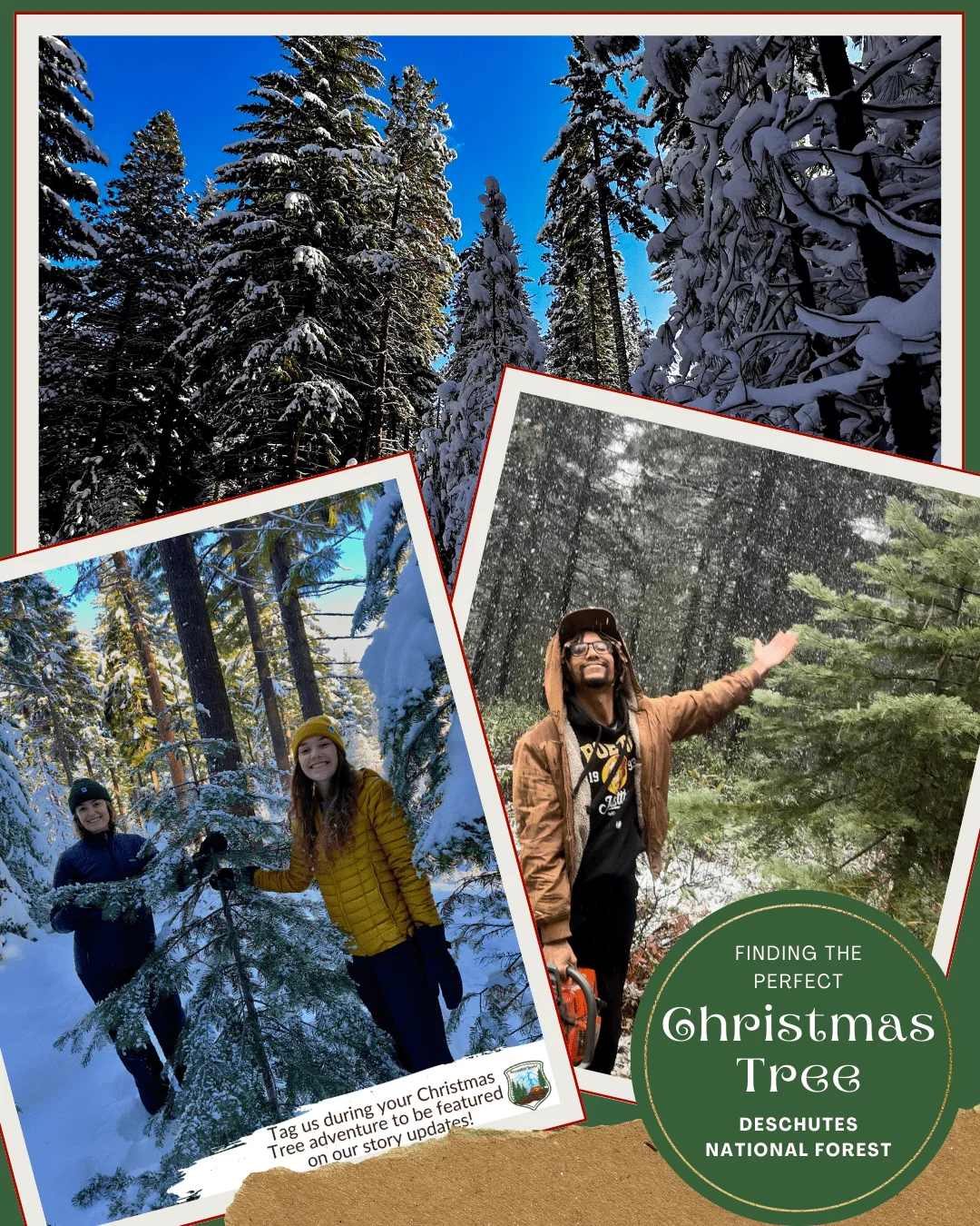 Published photograph from How to Find the Perfect Christmas Tree in the Deschutes National Forest.