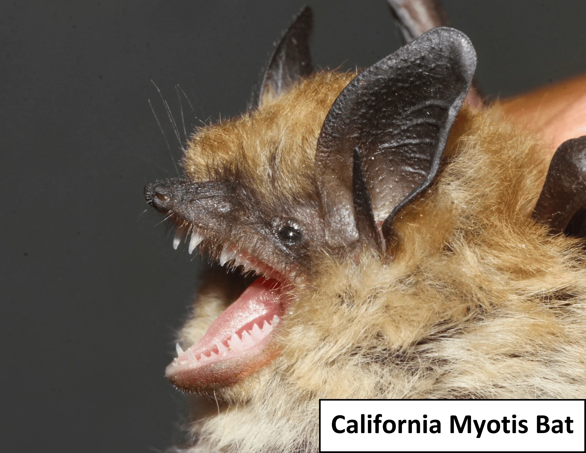 Published photograph from How to Protect Bats From White-Nose Syndrome.