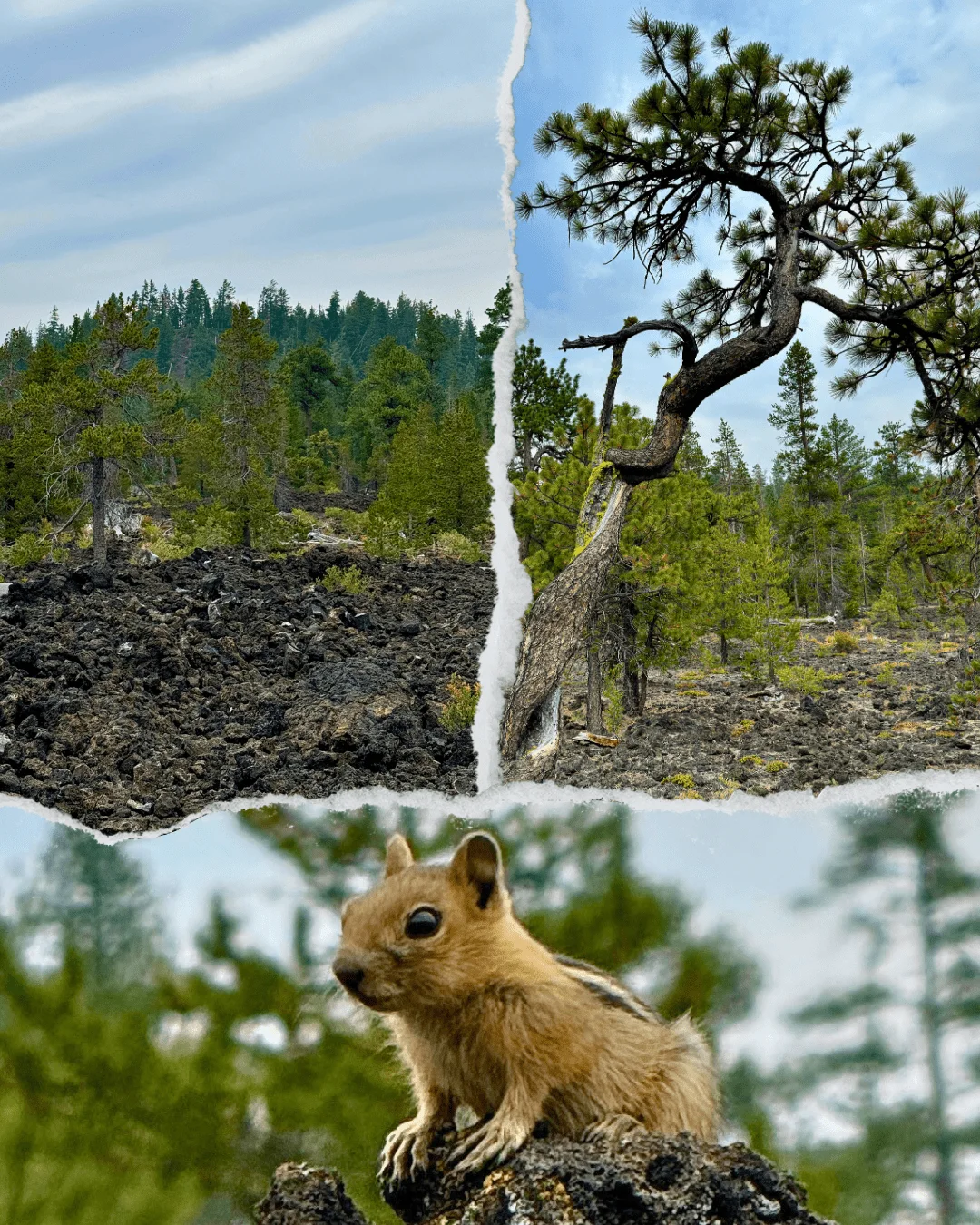 Published photograph from How to Hike the Lava Cast Forest Trail.