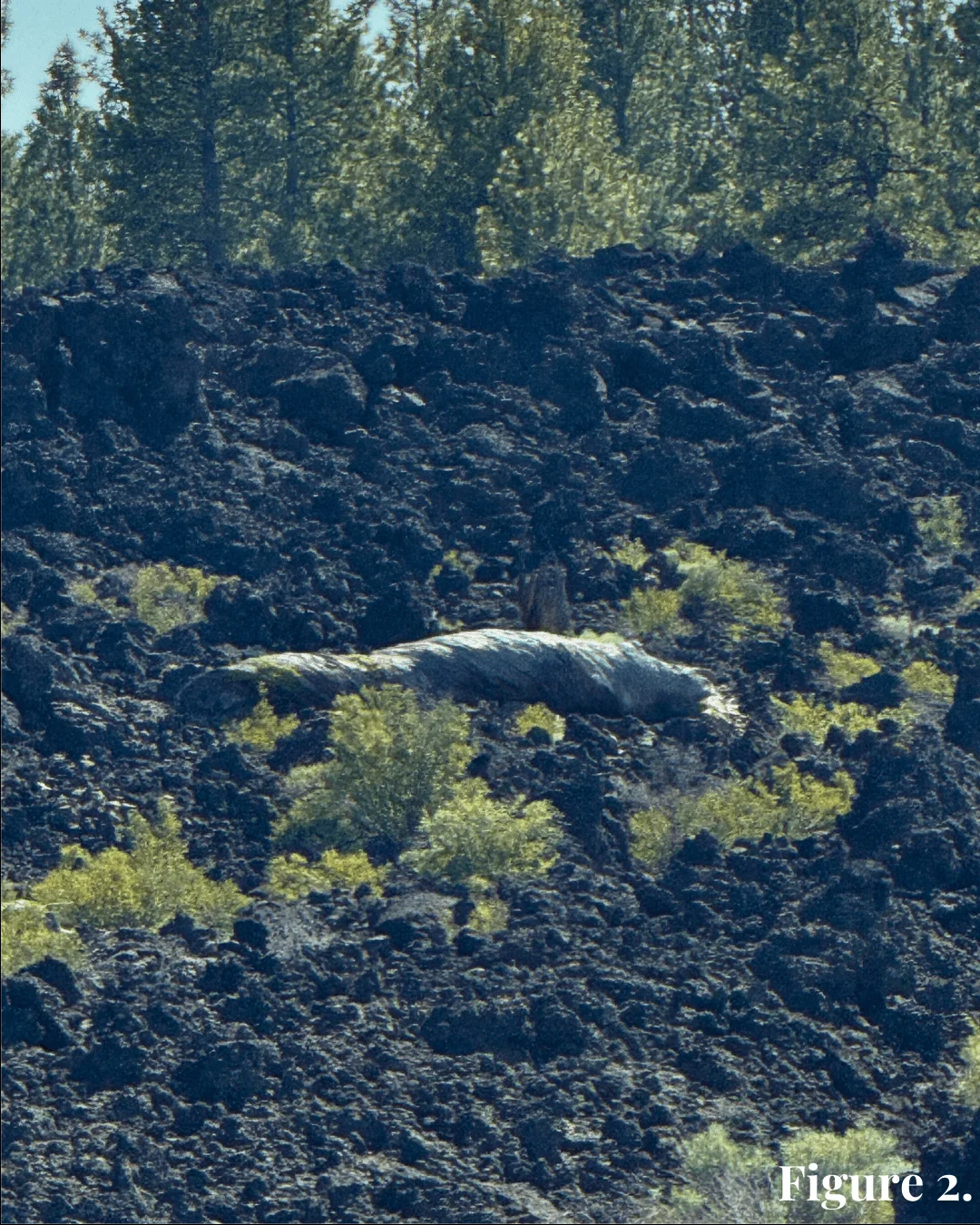 Published photograph from Where did Newberry's Lava Ness Monster go?.
