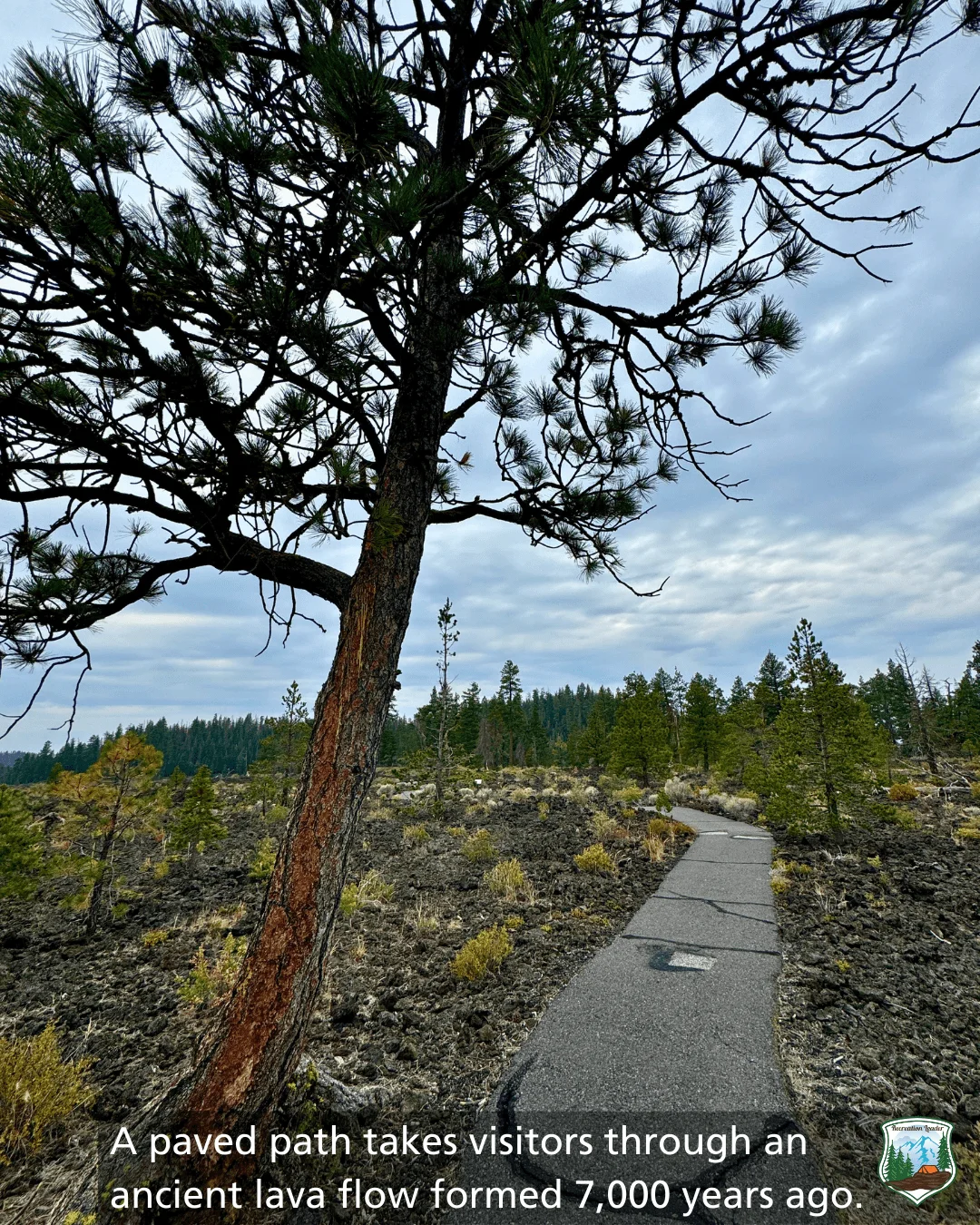 Published photograph from How to Hike the Lava Cast Forest Trail.