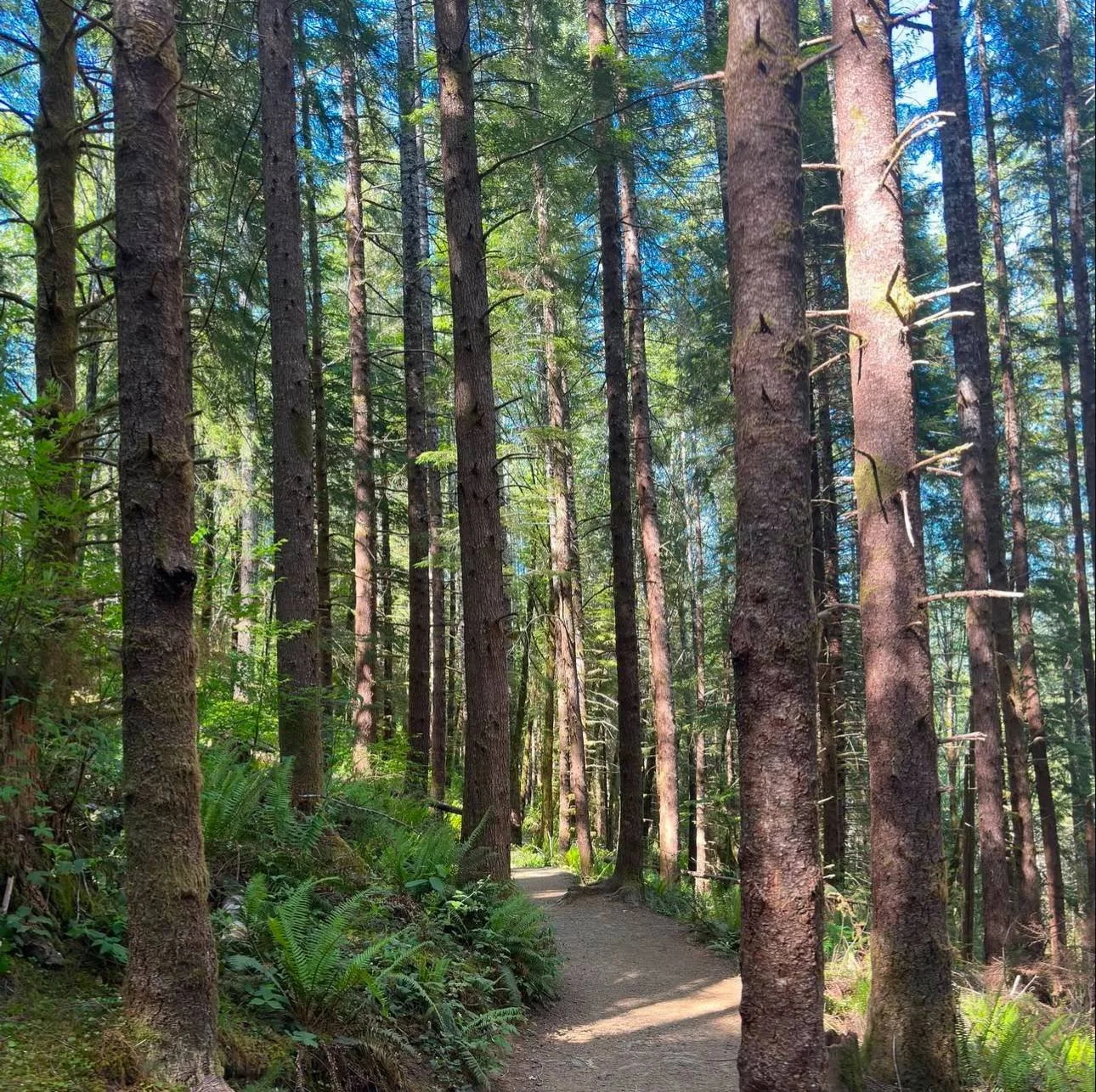 Published photograph from How to Hike to Drift Creek Falls.