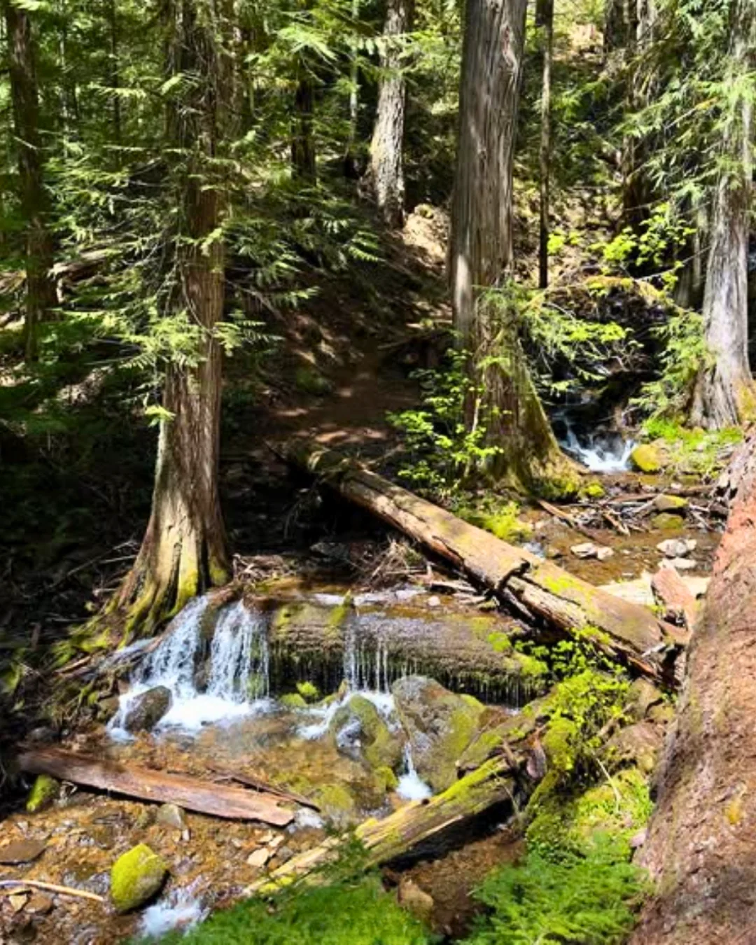 Published photograph from How to hike to Moonfalls, Umpqua National Forest.