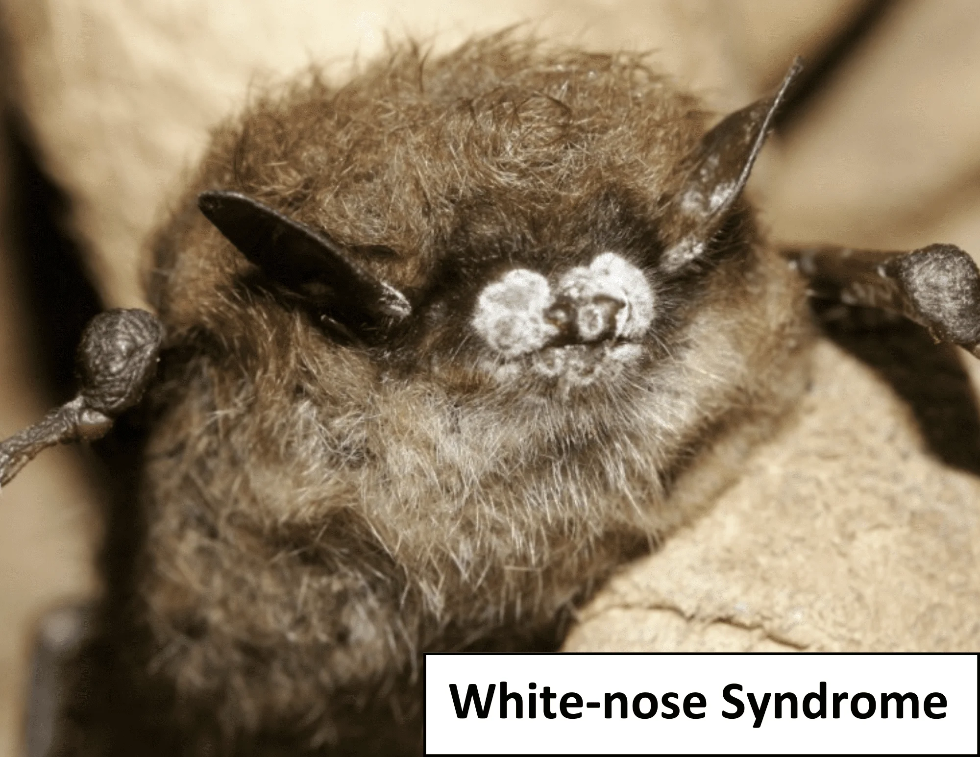 Published photograph from How to Protect Bats From White-Nose Syndrome.