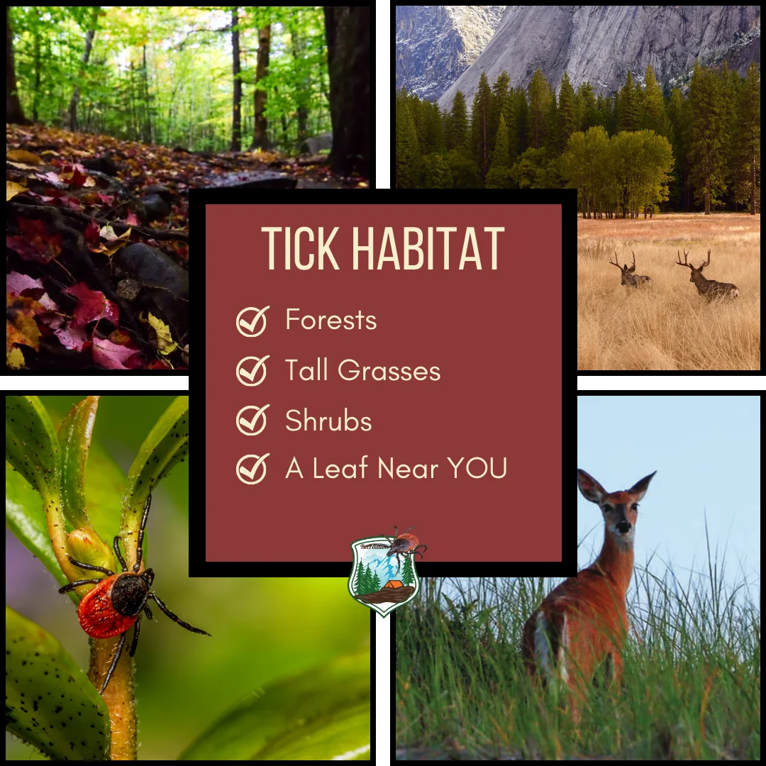 Published photograph from Everything You Need to Know About TICKS of the Pacific Northwest.