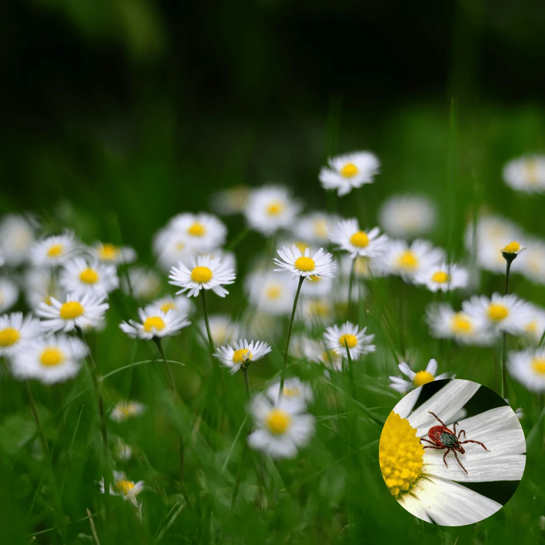 Published photograph from Everything You Need to Know About TICKS of the Pacific Northwest.