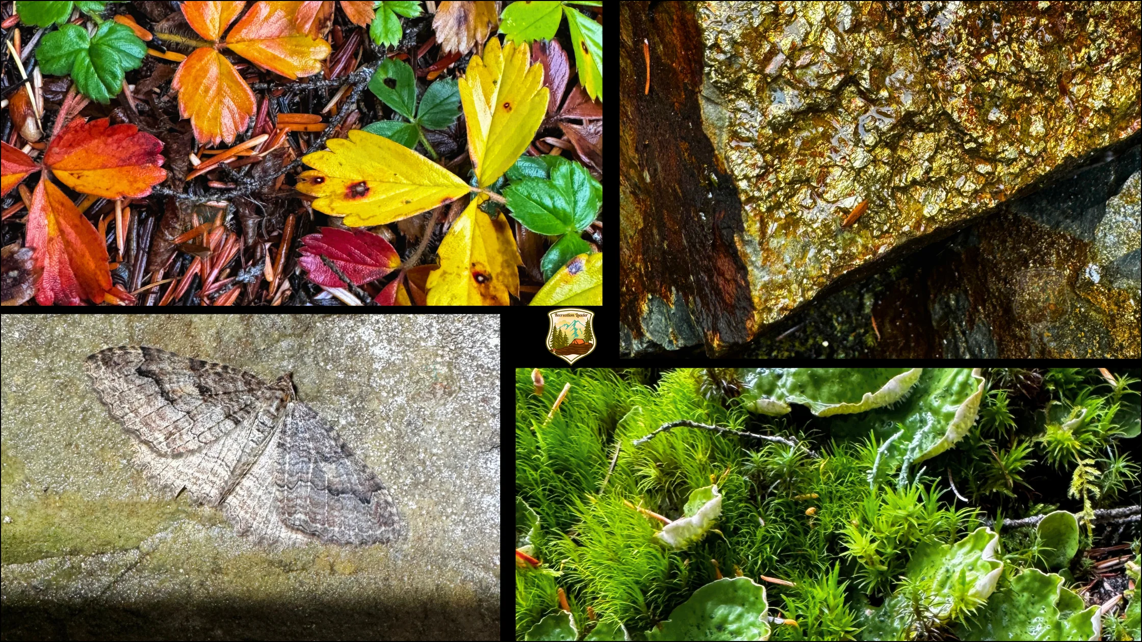 Upper left: fall foliage at its best. Upper Right: Pyrite “Fools Gold.” Lower Right: Moss & Lichen. Lower Left: Moth in the heart shaped cave below the falls.