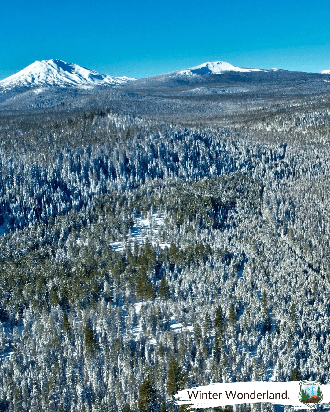 Published photograph from How to Find the Perfect Christmas Tree in the Deschutes National Forest.