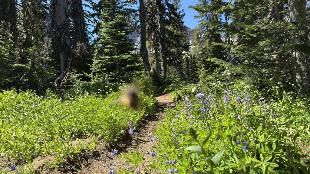 Published photograph from How to Hike Canyon Creek Meadows & See Mountain Goats on Three Fingered Jack.